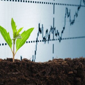 Understanding the Seed Economy