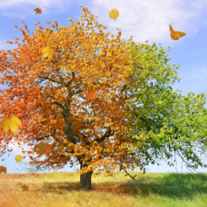 The Seasons of Life
